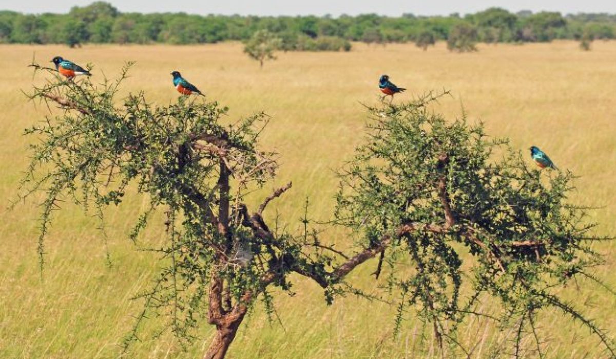 Birds Dhiraasaa