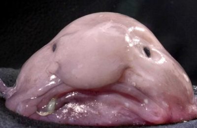 Blob Fish