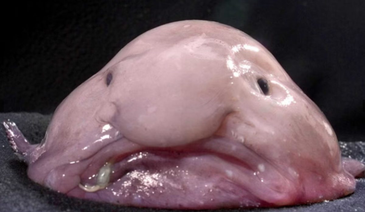 Blob Fish