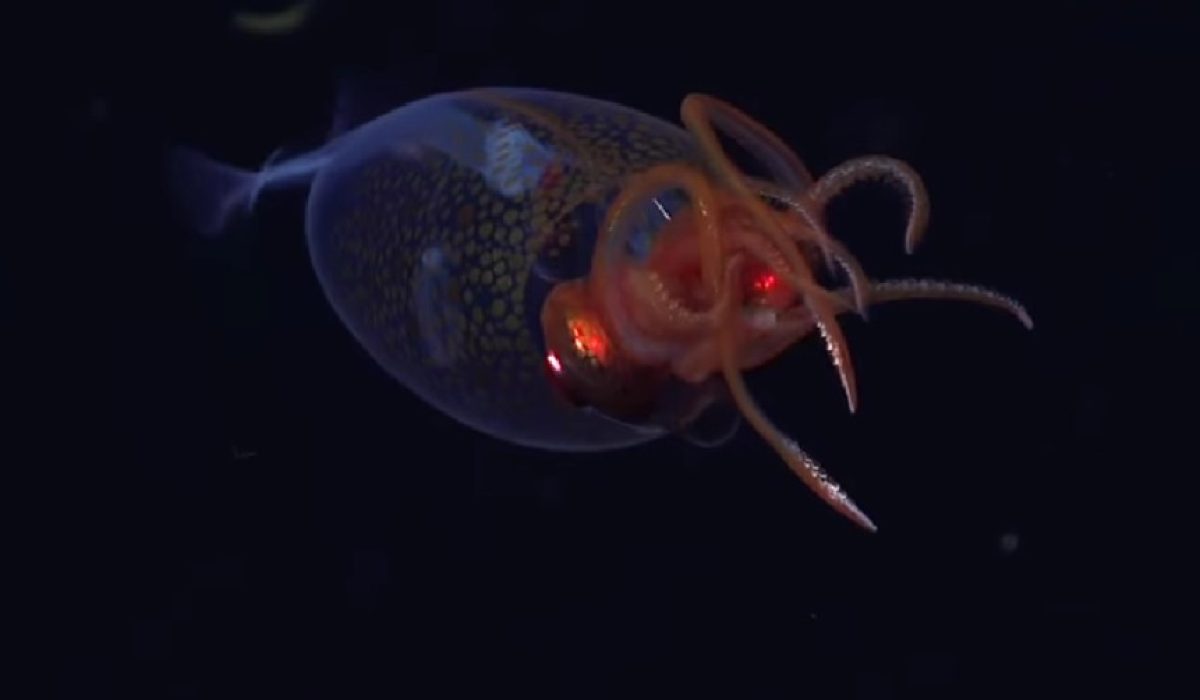 Closal Squid