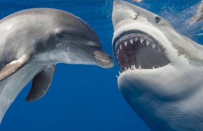 Dolphin Shirk