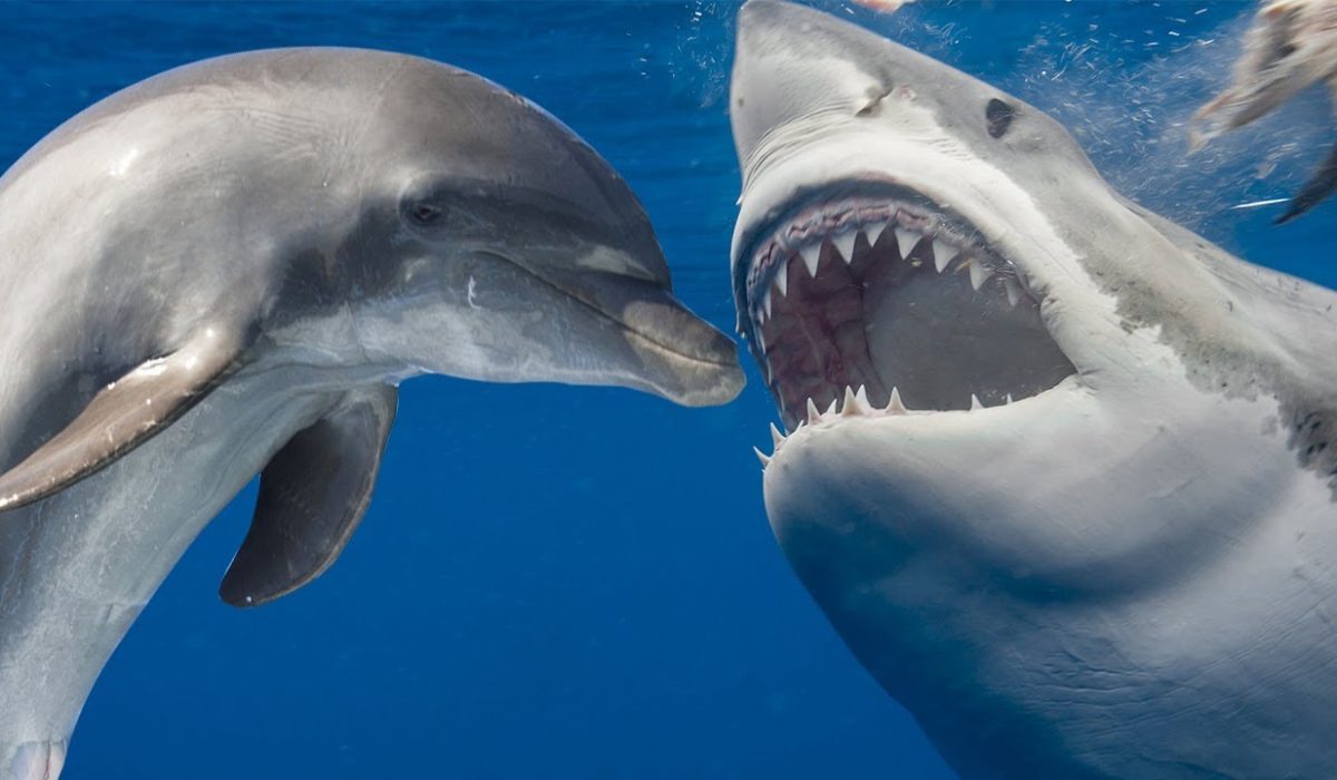 Dolphin Shirk