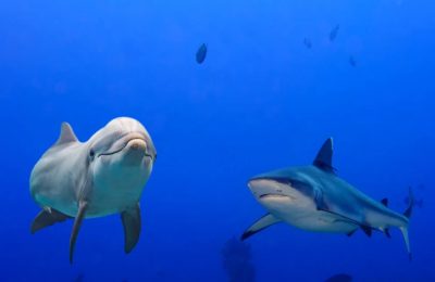 Dolphine Shark