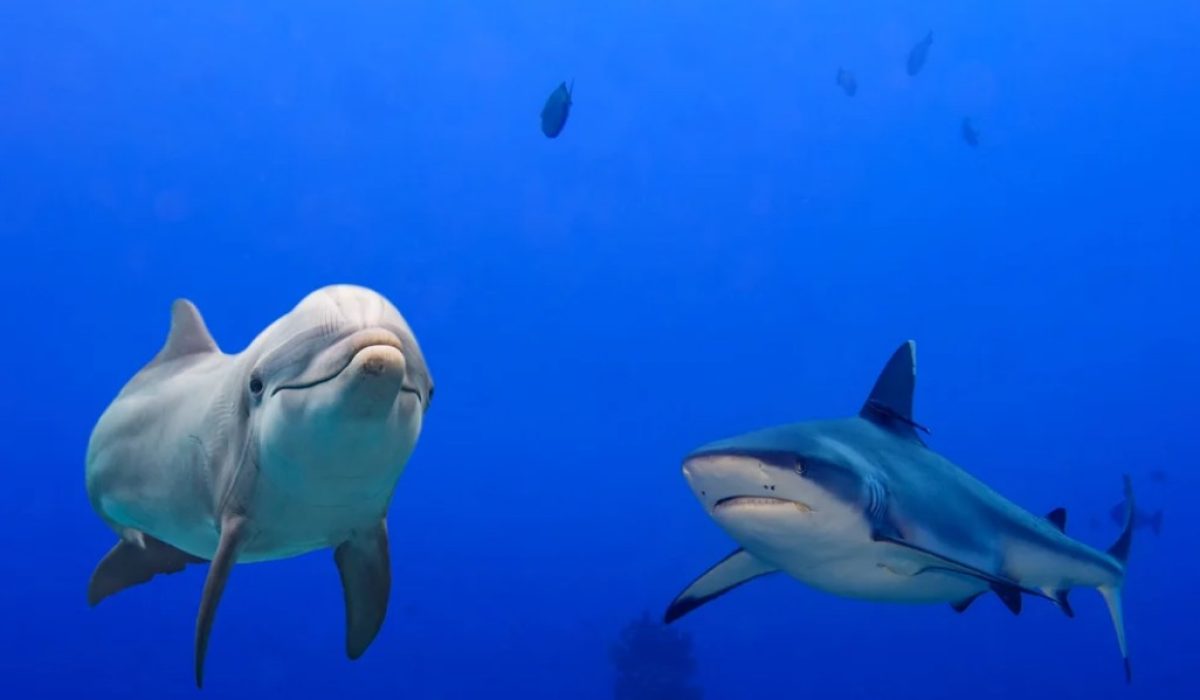 Dolphine Shark