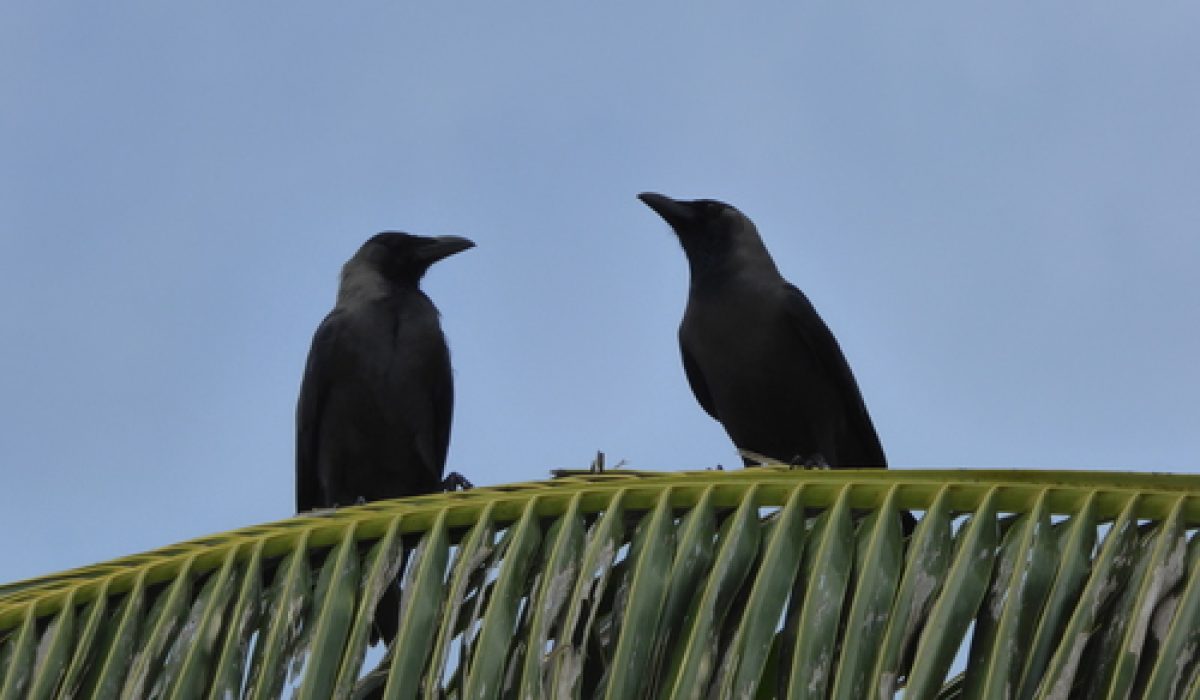 Kaalhu