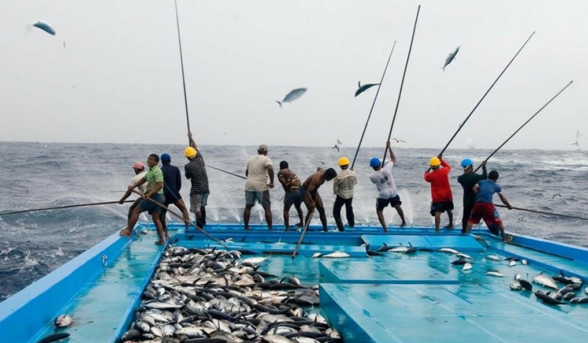 Pole and Line Fishermen Catch Tuna