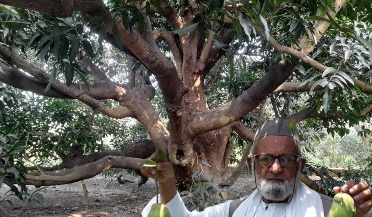 Mango Man