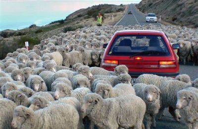 Newziland Sheeps