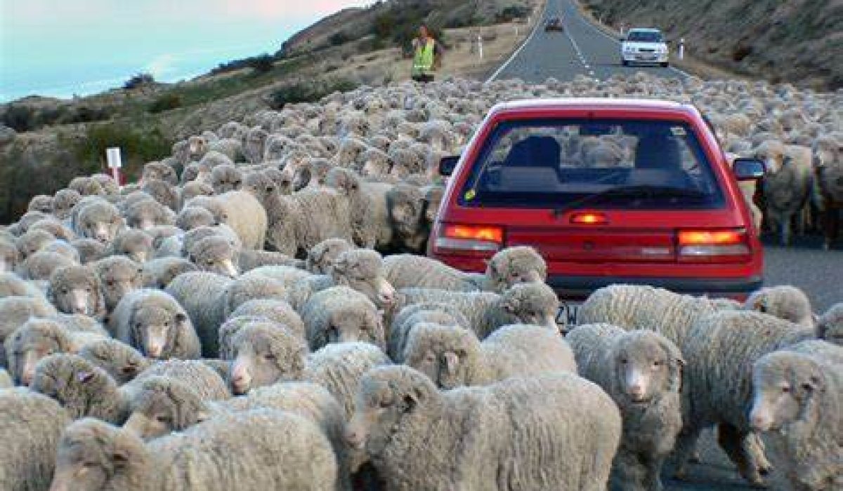 Newziland Sheeps