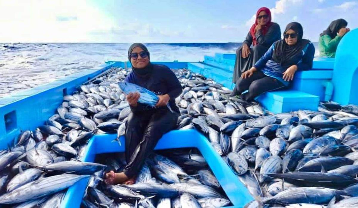 މަސްވެރިންގެ ދުވަސް ފާހަގަކުރުމަށް ނައިފަރުގެ ކަނބަލުން މަހަށްގޮސް 8 ޓަނު މަސްބާނައިގެން ފެލިވަރަށް ވަންނަނީ-: ފޮޓޯ: ޒުވާން މަސްވެރިޔާ 