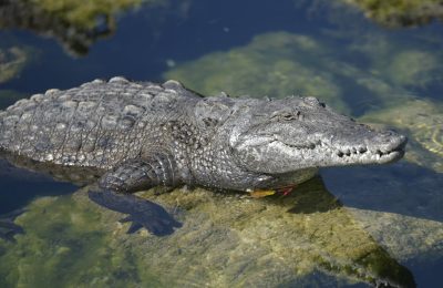 american-crocodile-pc-florida-fish-and-wildlife-avery-bristol