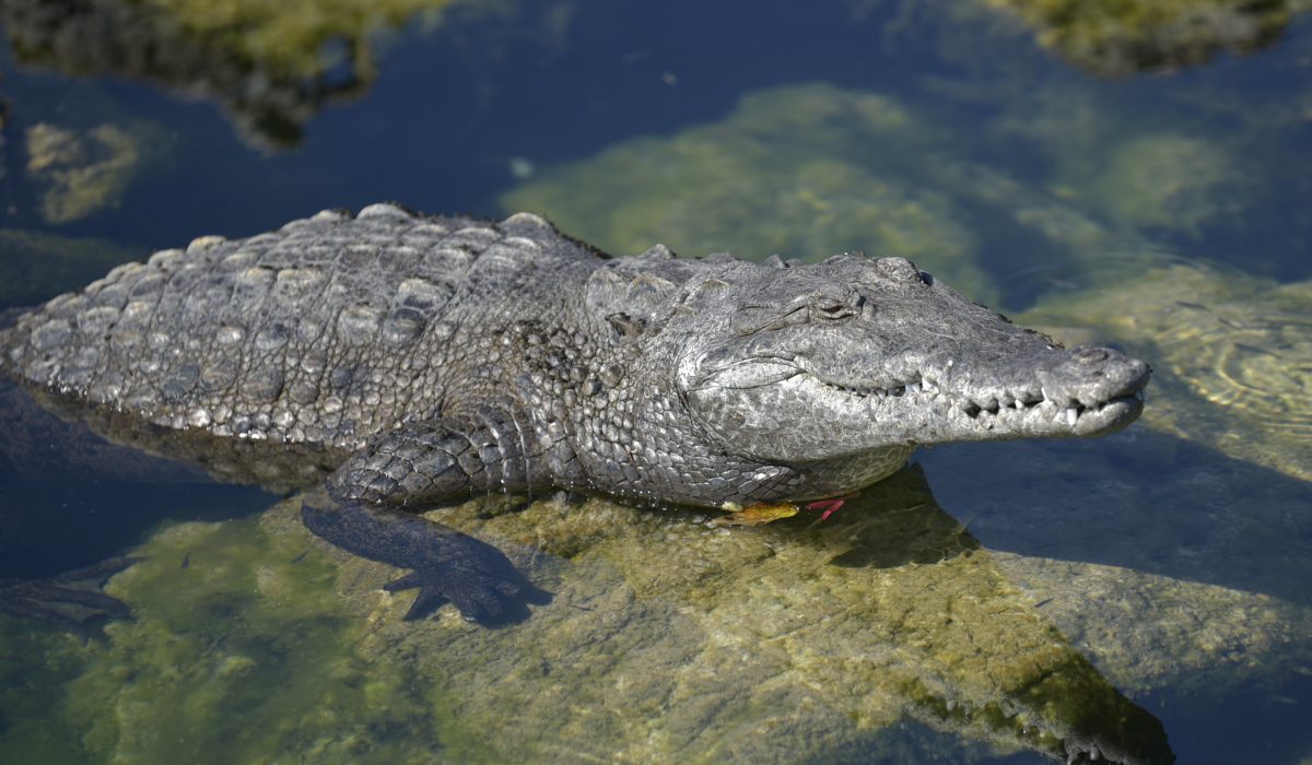 american-crocodile-pc-florida-fish-and-wildlife-avery-bristol